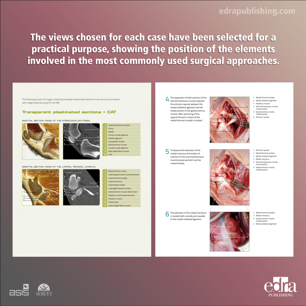 3D Joint Anatomy in Dogs. Main joint pathologies and surgical approaches