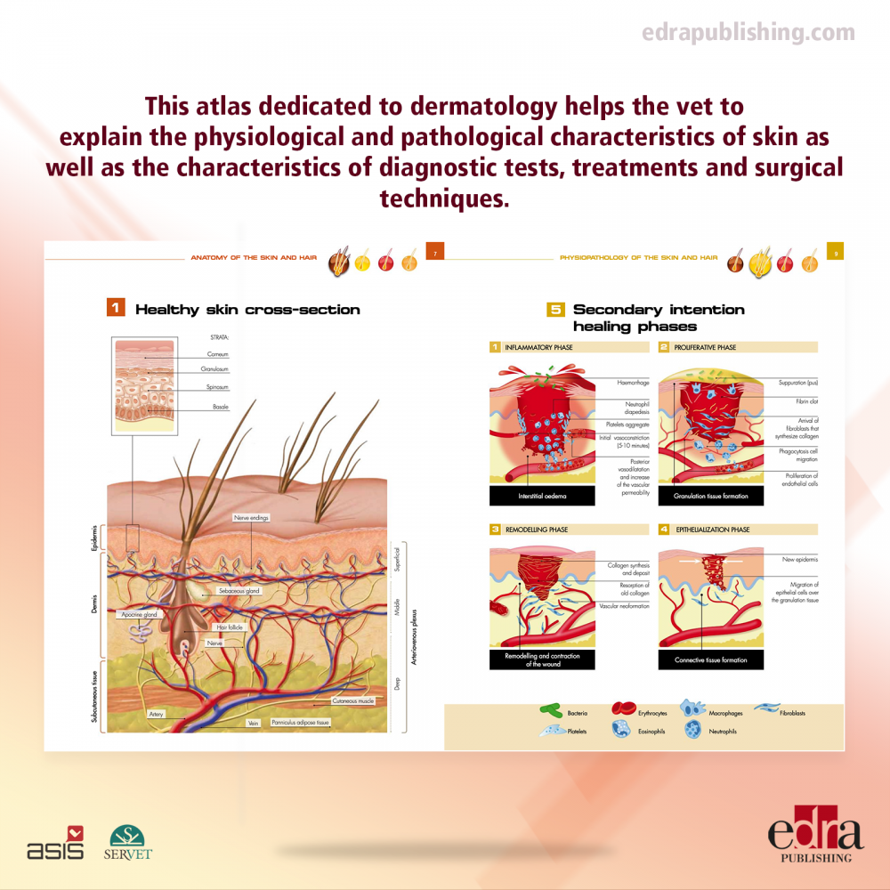 Pet Owner Educational Atlas. Dermatology